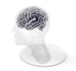 脳の活性化をイメージするための頭部と脳のイラスト