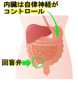 内臓は自律神経がコントロールをしていることを示す胃腸のイラスト