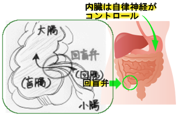 小腸と大腸の境にある回盲弁の場所を示すイラスト図