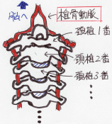 頚部における椎骨動脈のルートを示したイラスト
