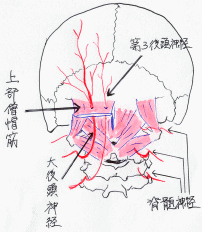 後頭部を通っている神経ルートを示したイメージ図