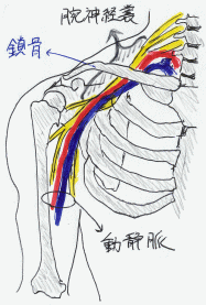 腕神経叢の走行ルートを示したイラスト