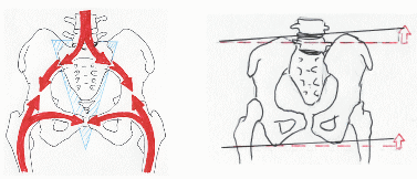 骨盤での荷重分配を示したイラストと、立位での骨盤の傾きをイメージしたイラスト画像