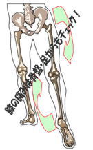 膝の痛みは骨盤や足が関わっていることを表しているイラスト
