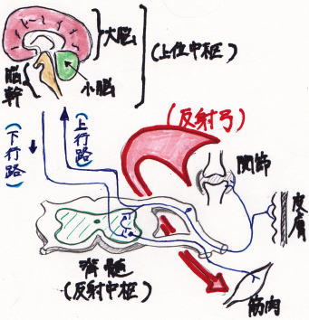 関節・皮膚・筋肉と脳・脊髄との間での神経伝達をイメージしたイラスト