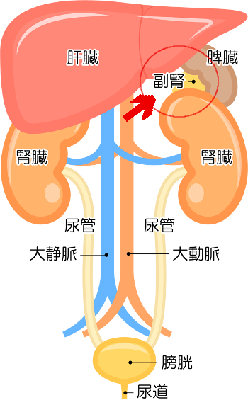 副腎の位置を示すイメージイラスト