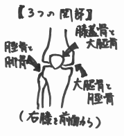 膝関節の手書きイメージ図