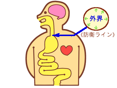 胃腸が外界と接していることをイメージさせるイラスト