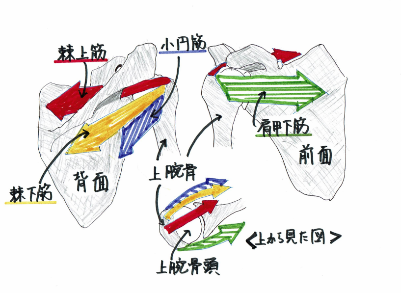 ローテーター・カフ筋を紹介するイラスト