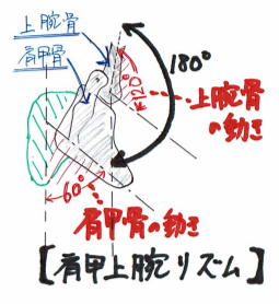 肩甲上腕リズムを紹介するイラスト