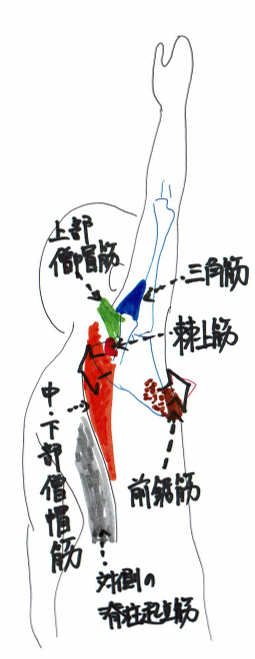 肩関節外転に関わる筋肉を紹介するイラスト