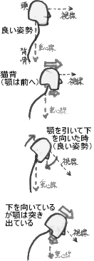 背骨と頭の位置と顎との関係を表したイラスト