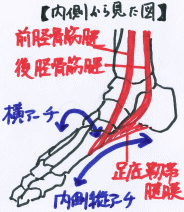足を内側から見た時の足のアーチを示したイラスト