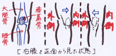 膝を正面から見た状態での向きを表したイメージ図