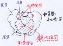 産道になる空間を示すための骨盤を上から見たイラスト図