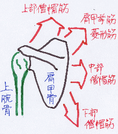 肩甲骨の動きに関わる筋肉を示したイラスト