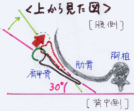 肩甲骨が水平方向に対して30度前方に向いていることを示すイラスト