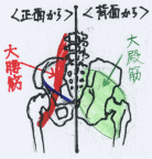 大腰筋と大殿筋の場所を示したイラスト