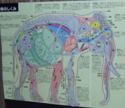 上野動物園で展示されていた象の解剖イラストの写真