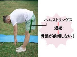 前屈をしている男性の写真にハムストリングスの位置を示した画像