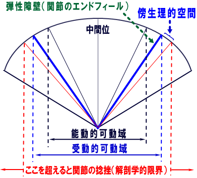 関節のエンドフィールを示した関節可動域のイラスト