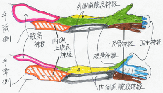 上肢の皮膚神経支配を示したイラスト