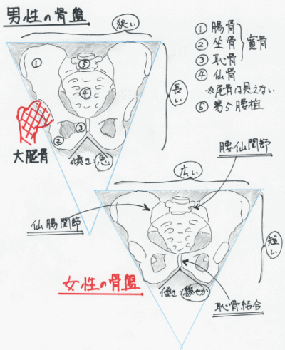 男性と女性の骨盤の形状の違いを示したイラスト画像