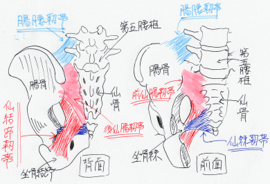 骨盤部にある靭帯を示したイラスト画像